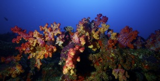 newly discovered soft coral reef and dive spot in Tonga - image by Darren Rice