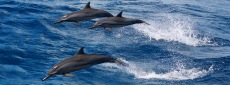 Dolphins Tonga