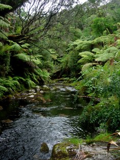 Chatham Islands - photograph by Marion Emeny