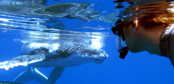 Snorkler and whale calf in Ha'apai - photography by Fins 'n' Flukes