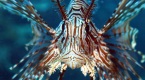 Lionfish - photography by Fins n Flukes of Ha'apai