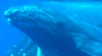 Swim with whales in the Vava'u and Ha'apai Tonga. Image by Darren Rice