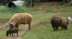 Happy pigs forraging in 'Eua, Kingdom Of Tonga