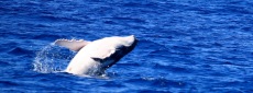 Humpback whale breaching in Vava'u