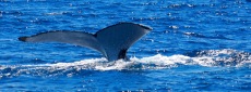 Humpback Whale Tonga