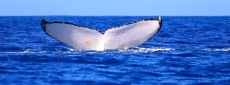 Humpback whale Ha'apai
