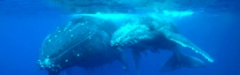Humpback Whale & Calf, Ha'apai - image by Darren Rice of www.liquidimageproductions.com