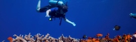 Diving in Ha'apai is superb with numerous unique dive spots | Photo courtesy of Darren Rice, Liquid Image Productions